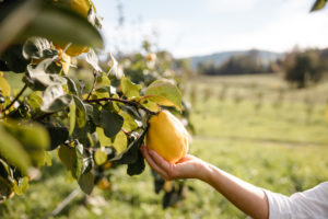 Fitte Quitte vom Bio-Quittenfeld in Tirol - Naturprodukte von Tiroler Naturbua