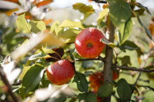 Bio-Apfel von Tiroler Naturbua